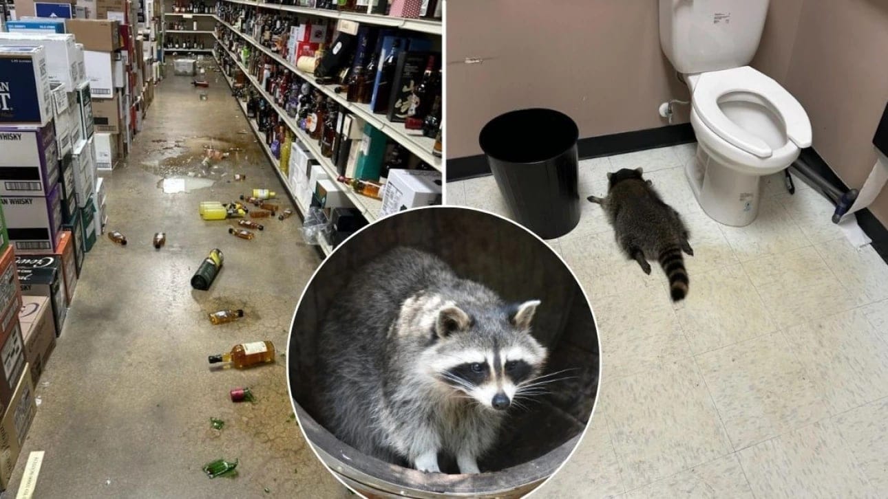 A viral drunk raccoon meme